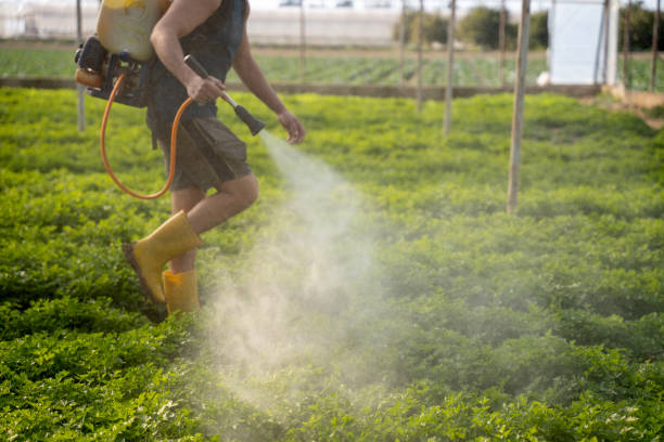 Best Affordable Pest Control Services  in Socorro, NM