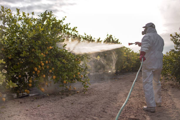 Best Wasp Removal Services  in Socorro, NM